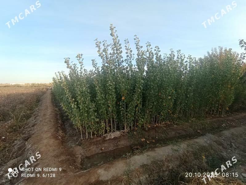   BAGLAR   - Büzmeýin GRES - img 7