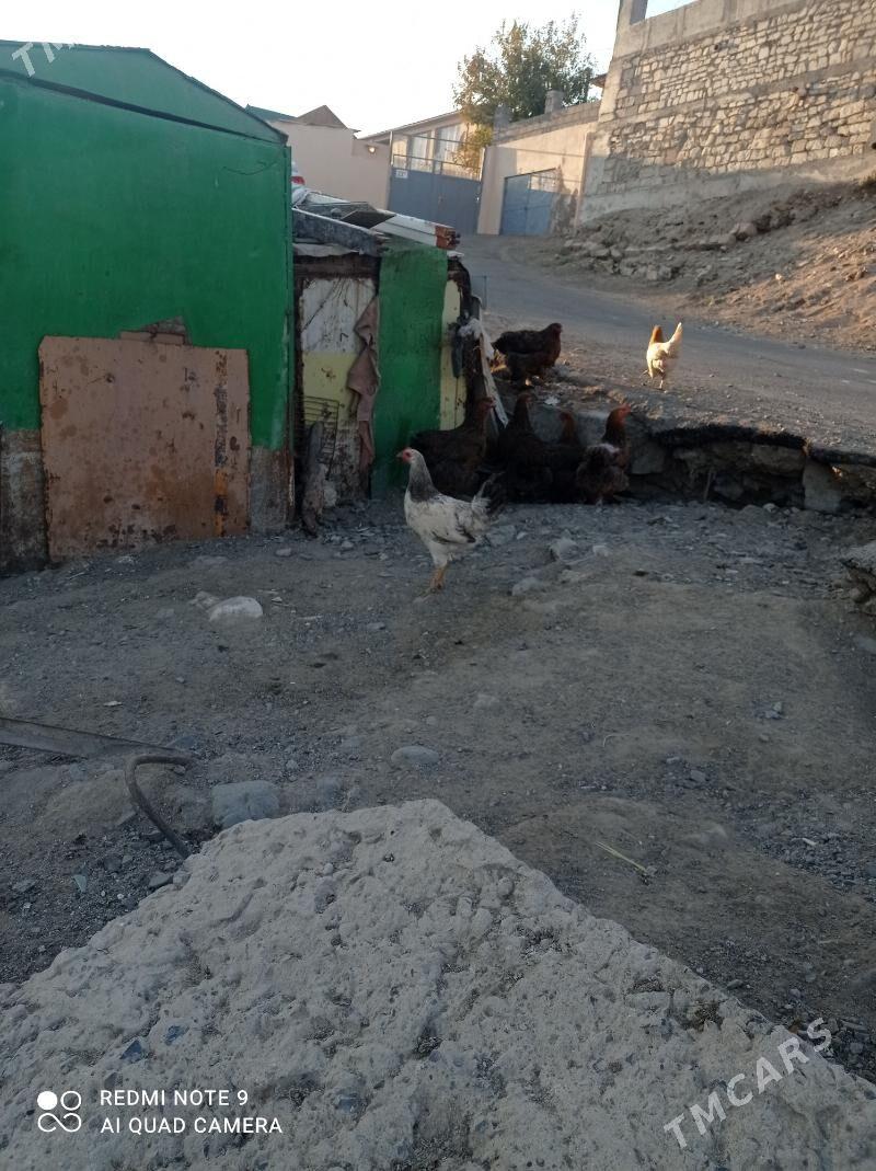 horaz - Туркменбаши - img 1