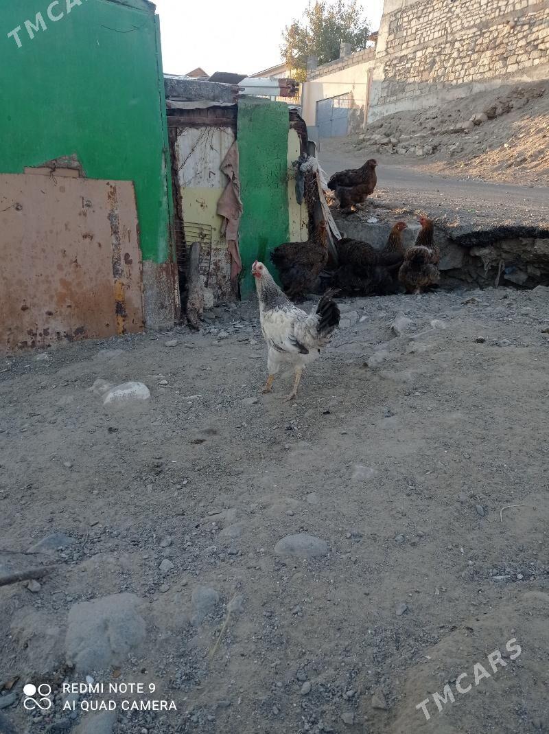 horaz - Туркменбаши - img 2