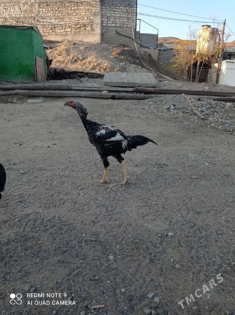 horaz - Туркменбаши - img 5