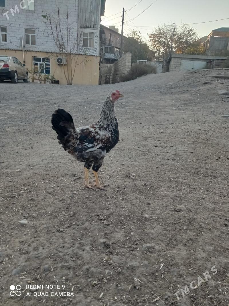 horaz - Туркменбаши - img 4