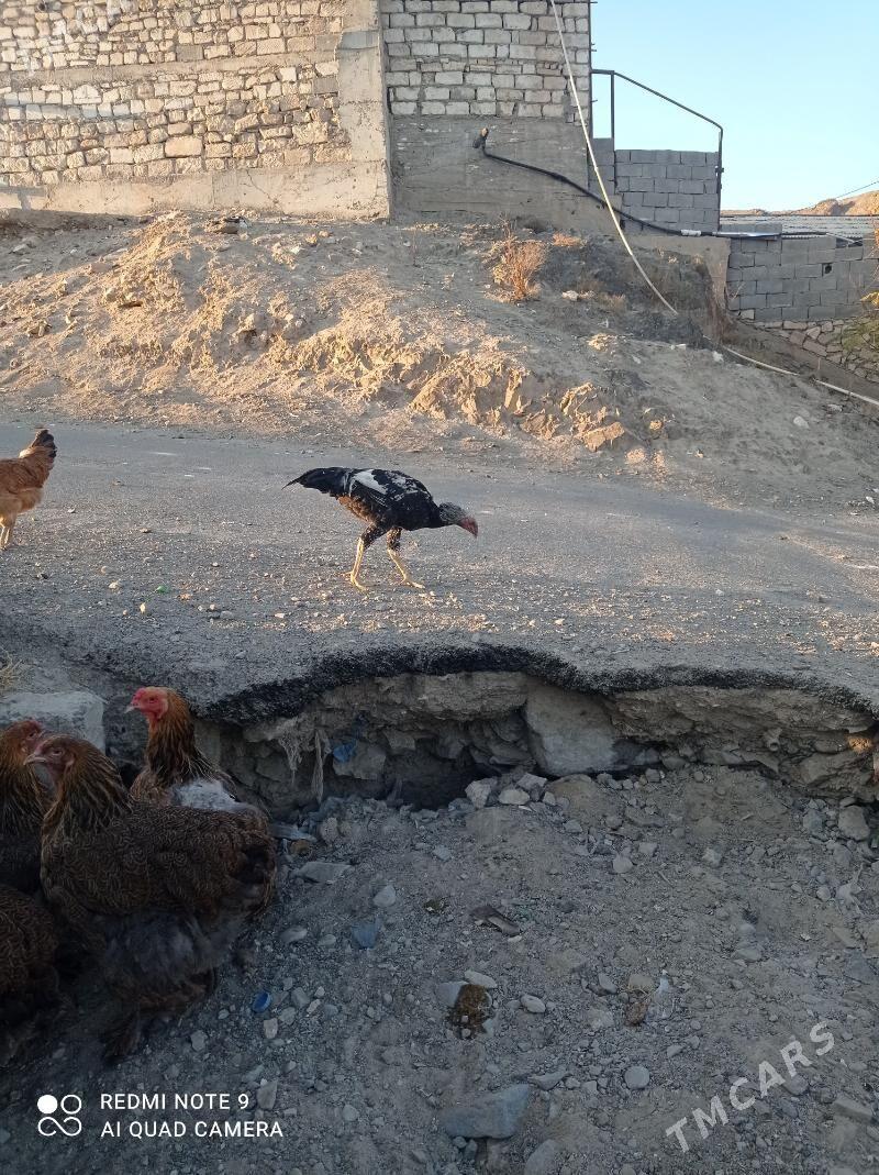 horaz - Туркменбаши - img 6