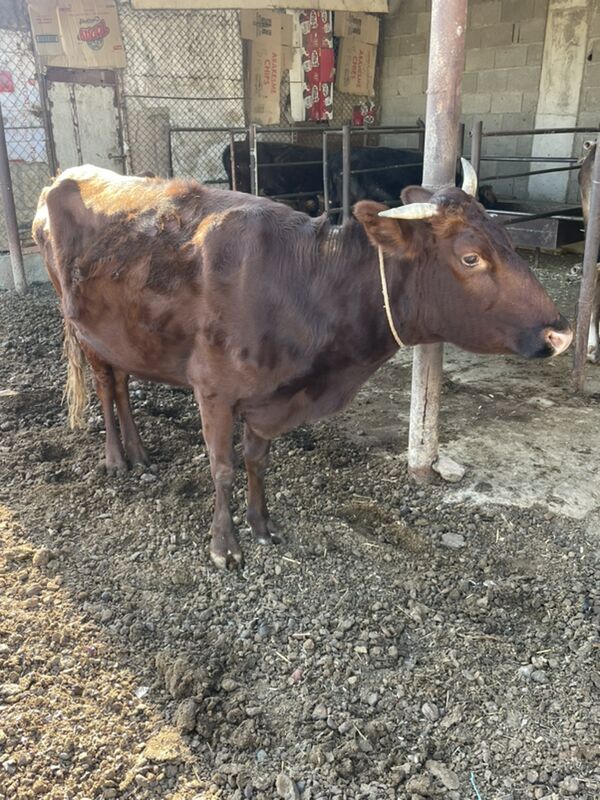 sygyr - Bäherden - img 3