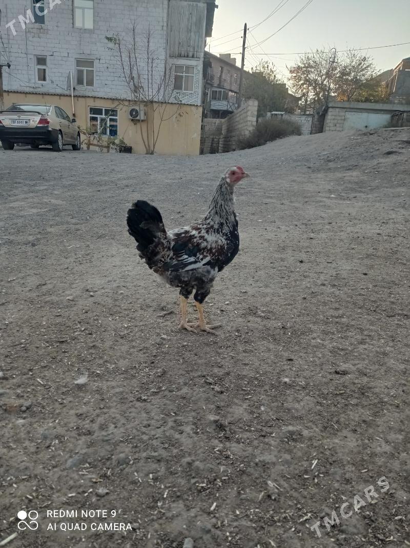 horaz - Туркменбаши - img 3