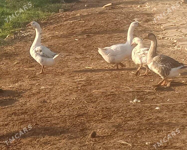 gaz - Дянев - img 2