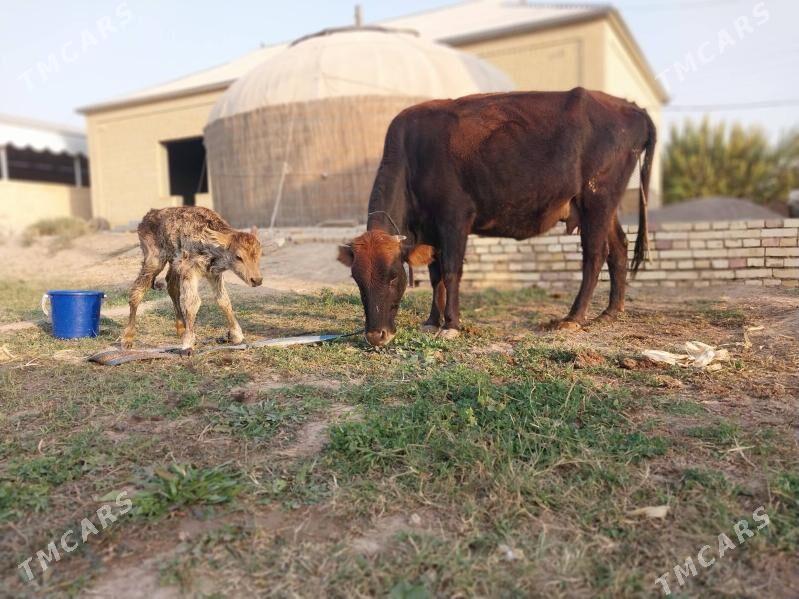 GÖLELI SYGYR - Wekilbazar - img 9
