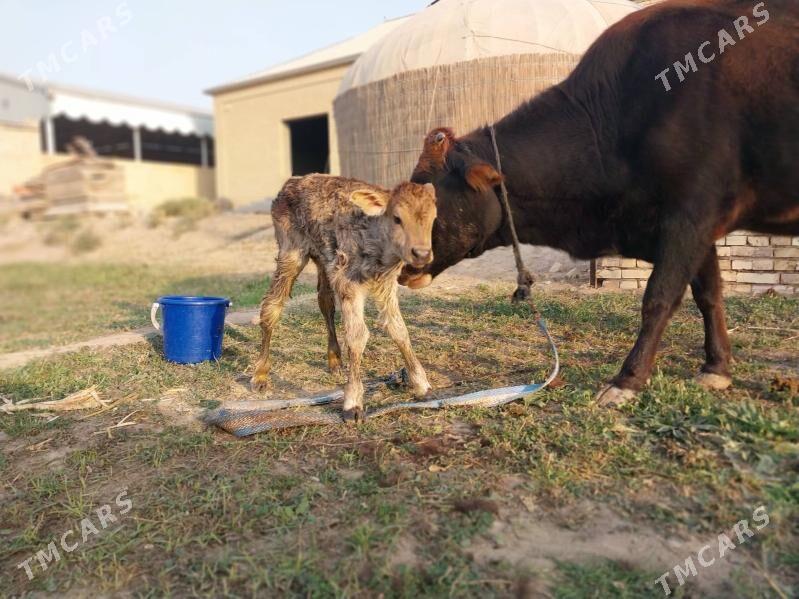 GÖLELI SYGYR - Wekilbazar - img 5