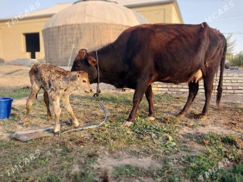 GÖLELI SYGYR - Wekilbazar - img 4