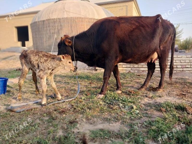 GÖLELI SYGYR - Wekilbazar - img 3