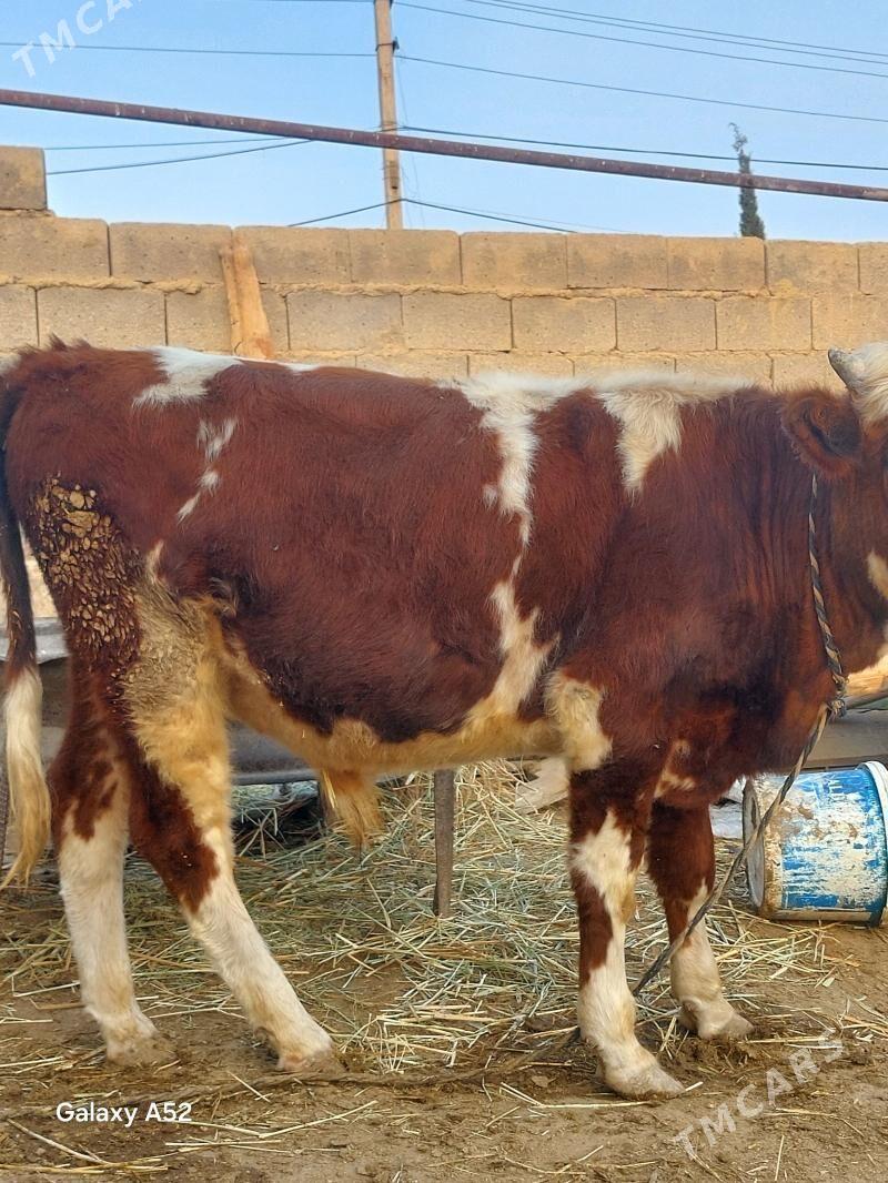 ala okuz - Bäherden - img 3