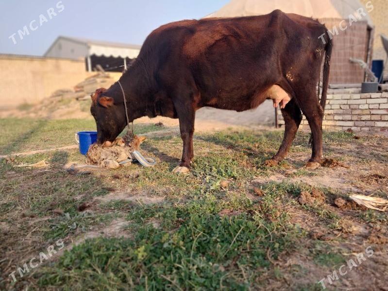 GÖLELI SYGYR - Wekilbazar - img 8