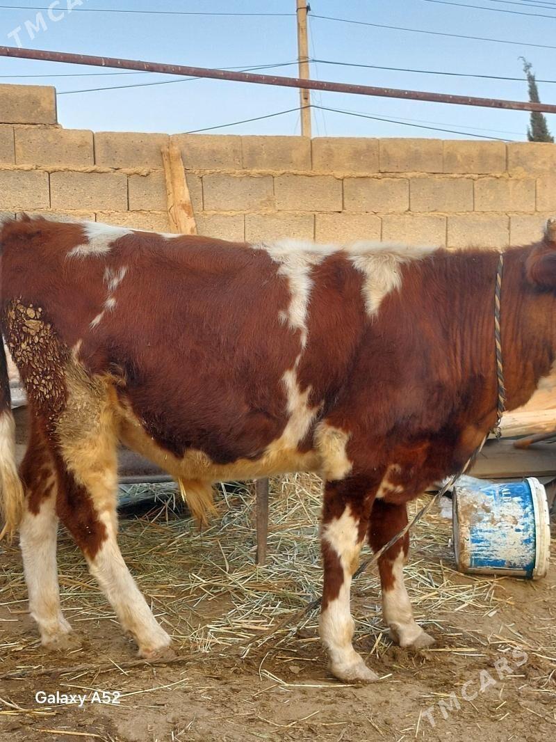 ala okuz - Bäherden - img 2