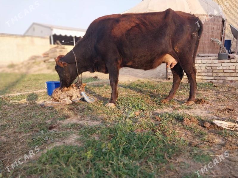 GÖLELI SYGYR - Wekilbazar - img 7