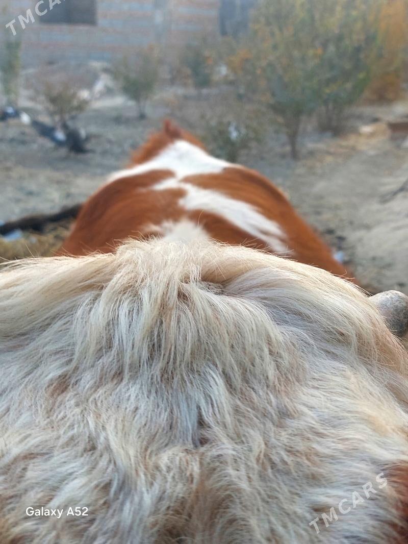 ala okuz - Bäherden - img 5