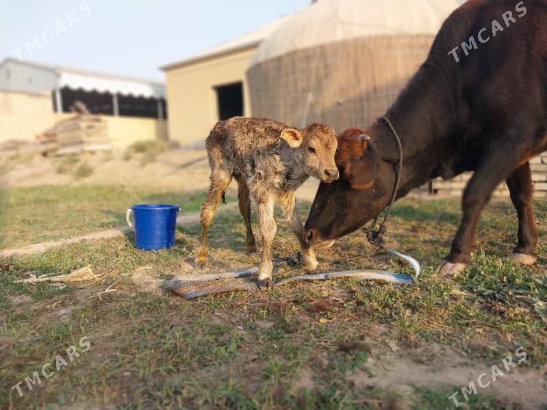 GÖLELI SYGYR - Wekilbazar - img 6