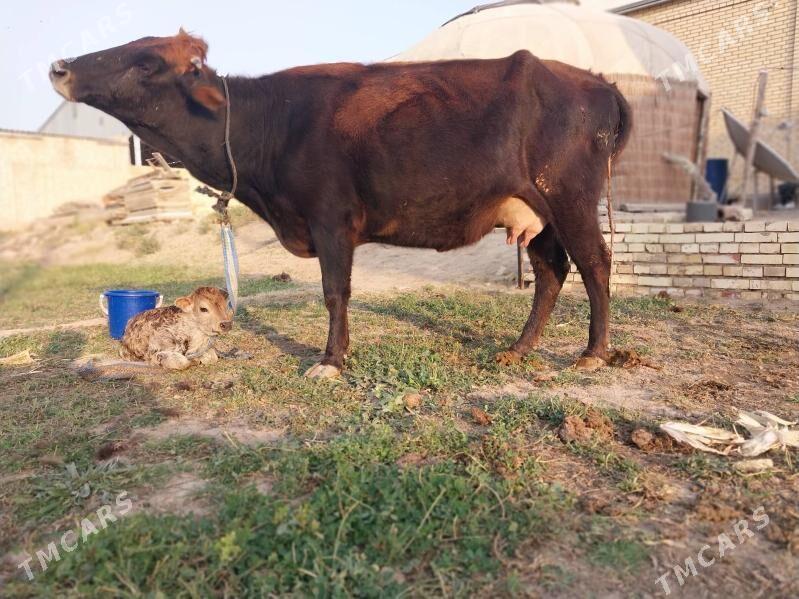 GÖLELI SYGYR - Wekilbazar - img 10