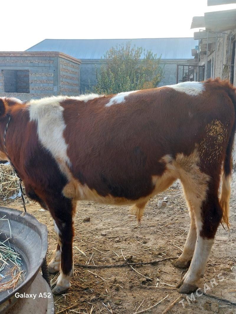 ala okuz - Bäherden - img 1