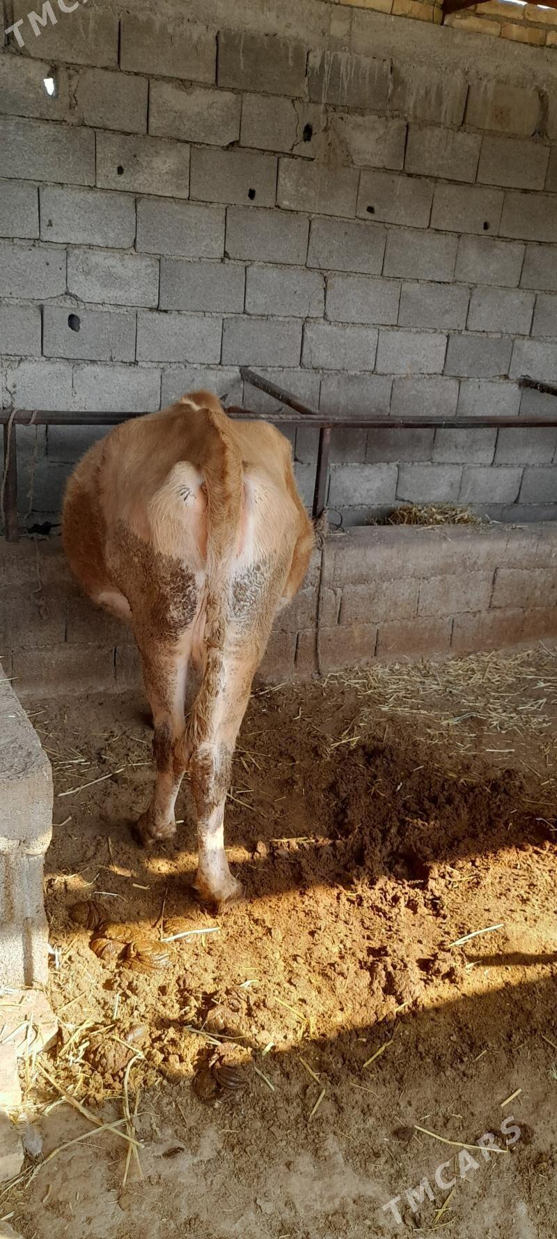 agyr   sygyr - Гёкдепе - img 2