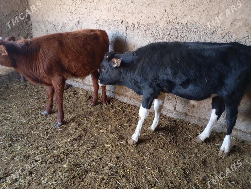 okuzçe - Мары - img 2