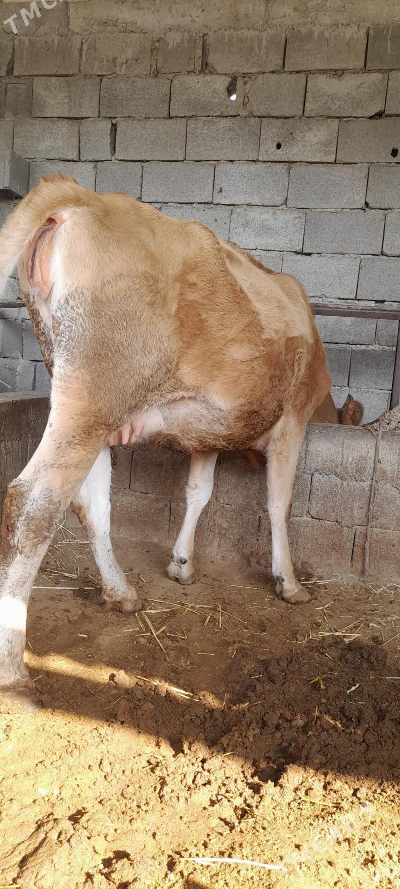 agyr   sygyr - Гёкдепе - img 3