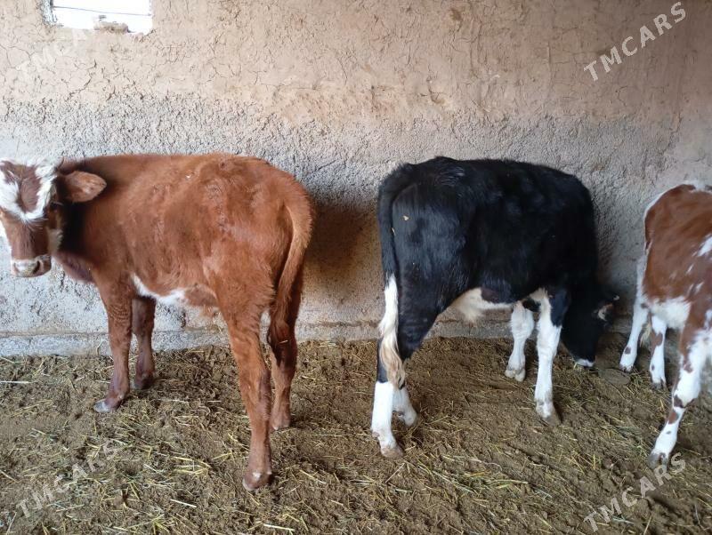 okuzçe - Мары - img 4