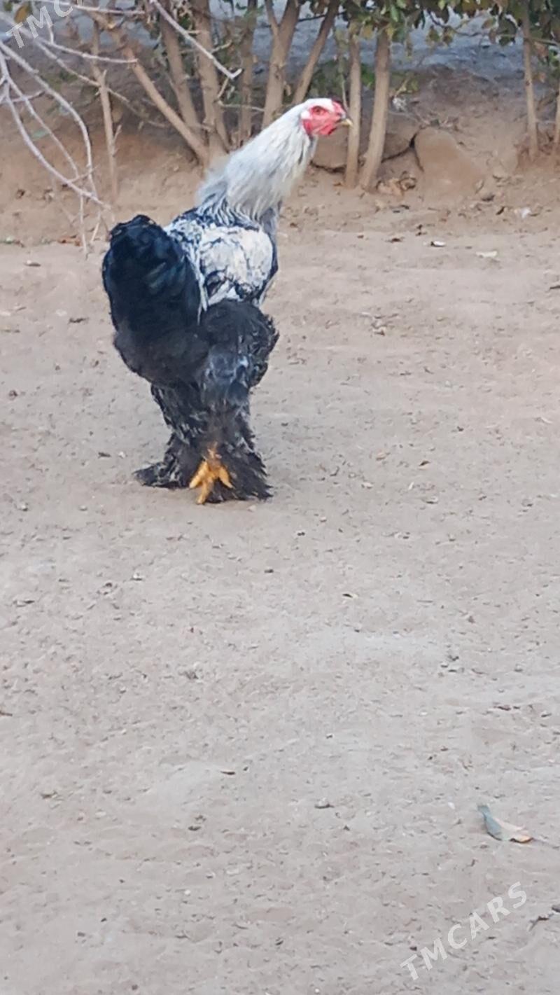 balgar brama horaz - Hitrowka - img 2