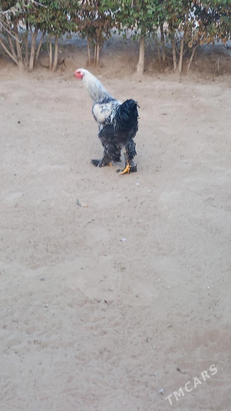 balgar brama horaz - Hitrowka - img 3