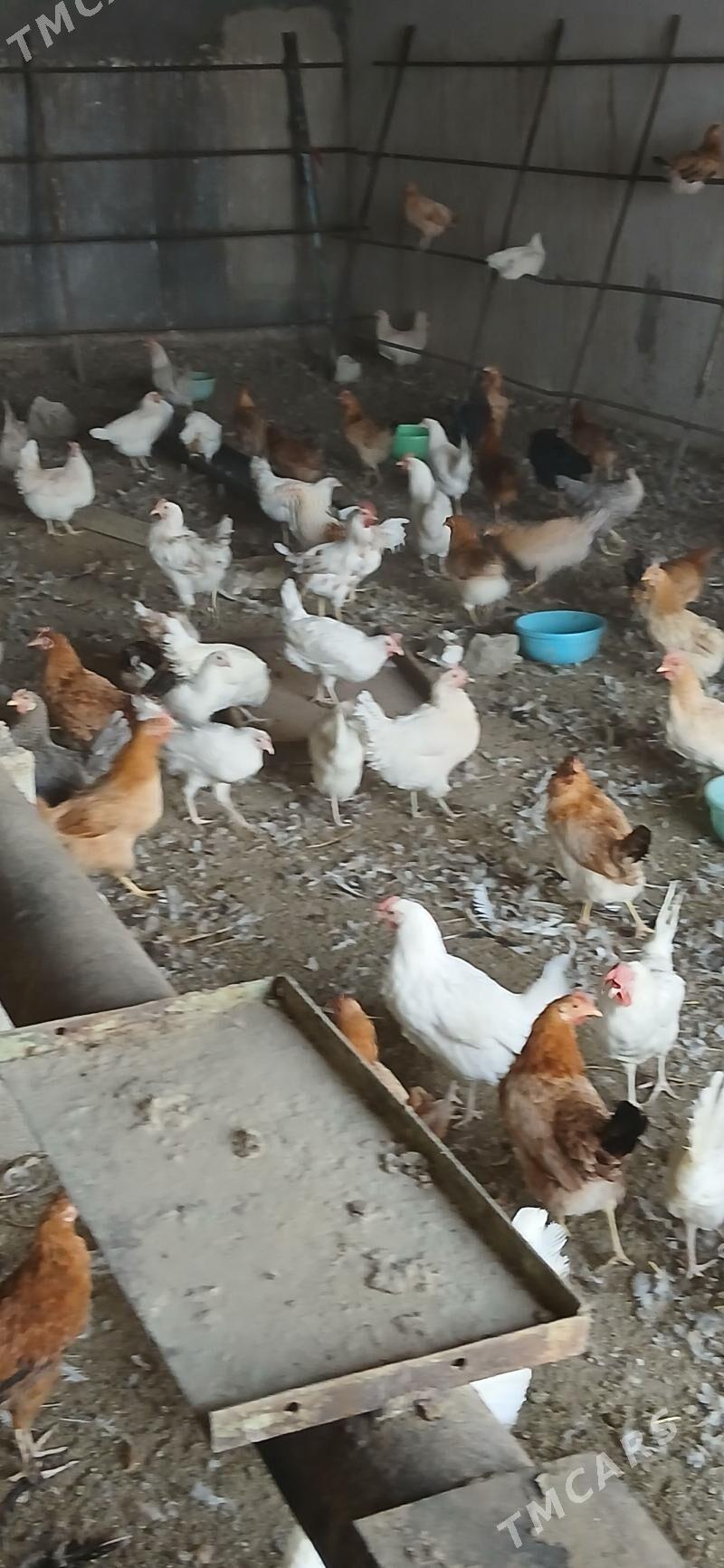 Towuk - Gökdepe - img 4