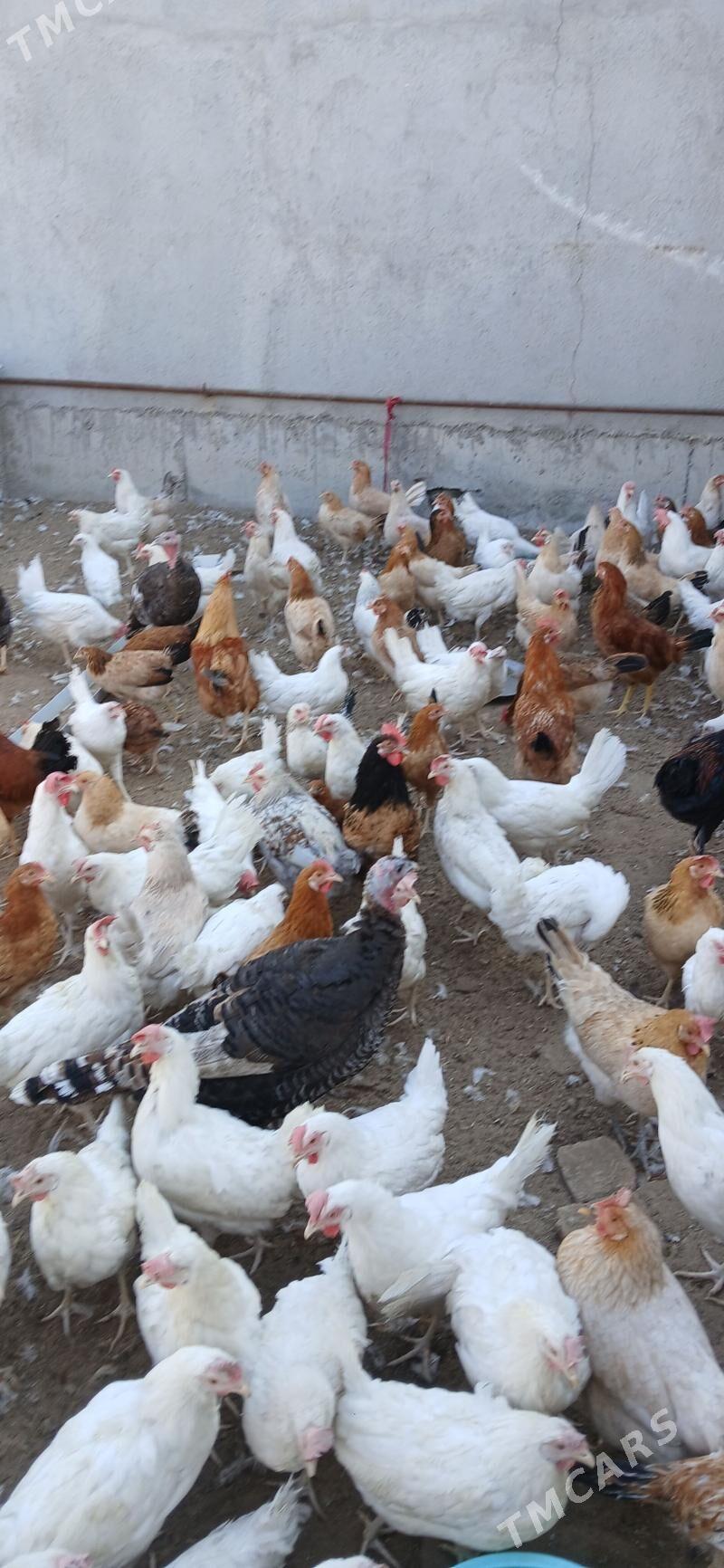 Towuk - Gökdepe - img 3