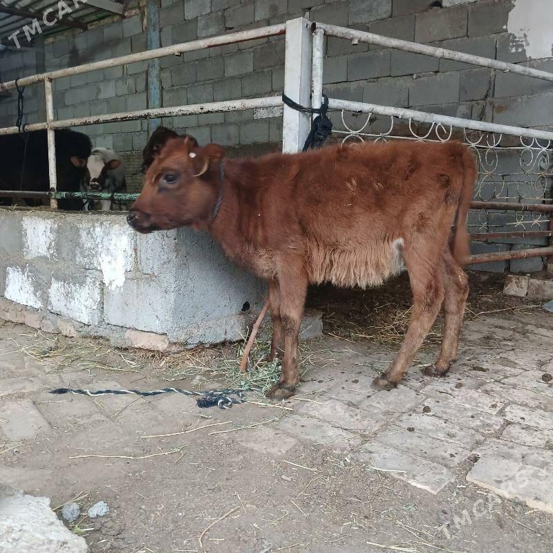 TUWE - Büzmeýin - img 2