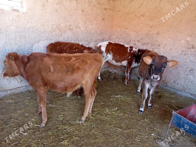 gulajyn goller - Mary - img 3