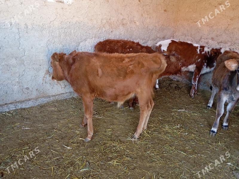 gulajyn goller - Mary - img 1