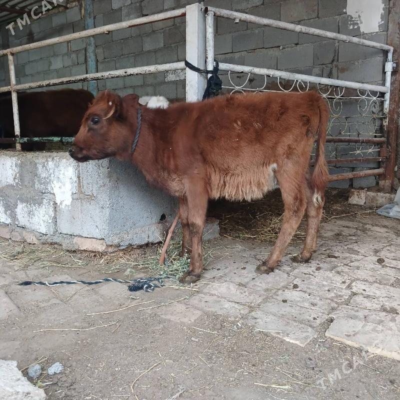 TUWE - Büzmeýin - img 1