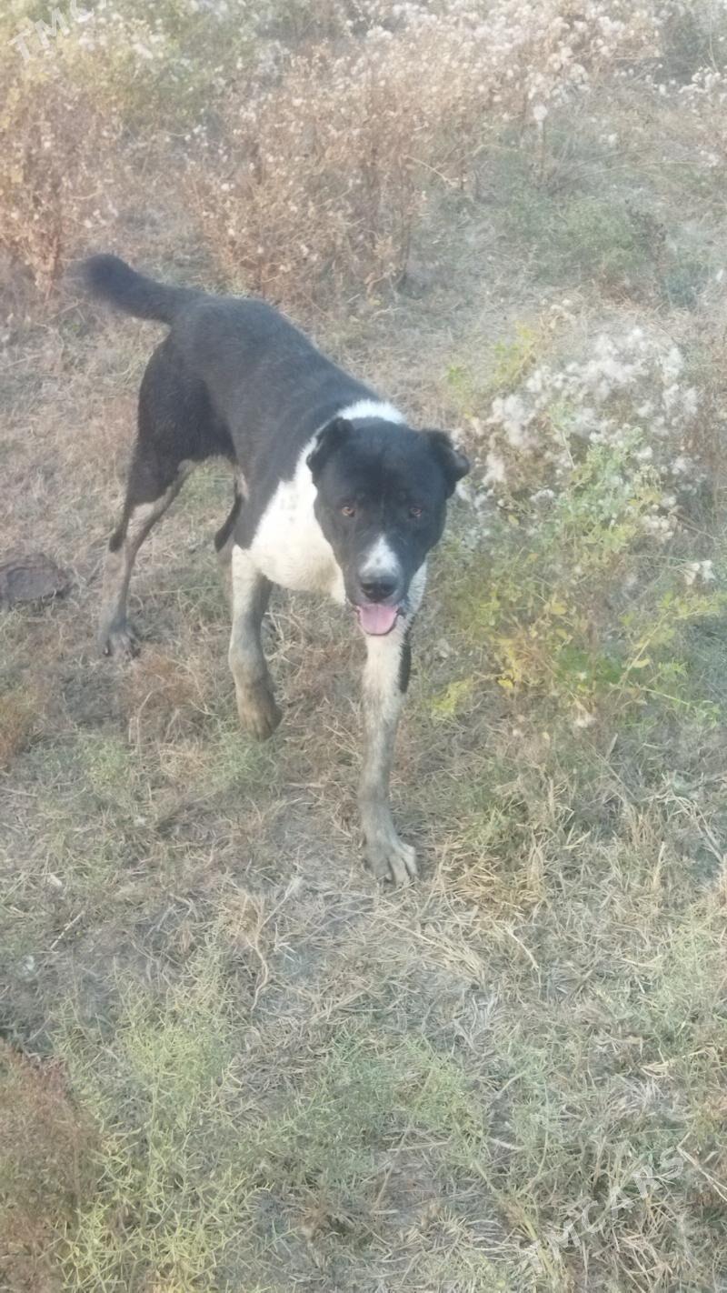 copon iti - Ак-Бугдайский этрап - img 1