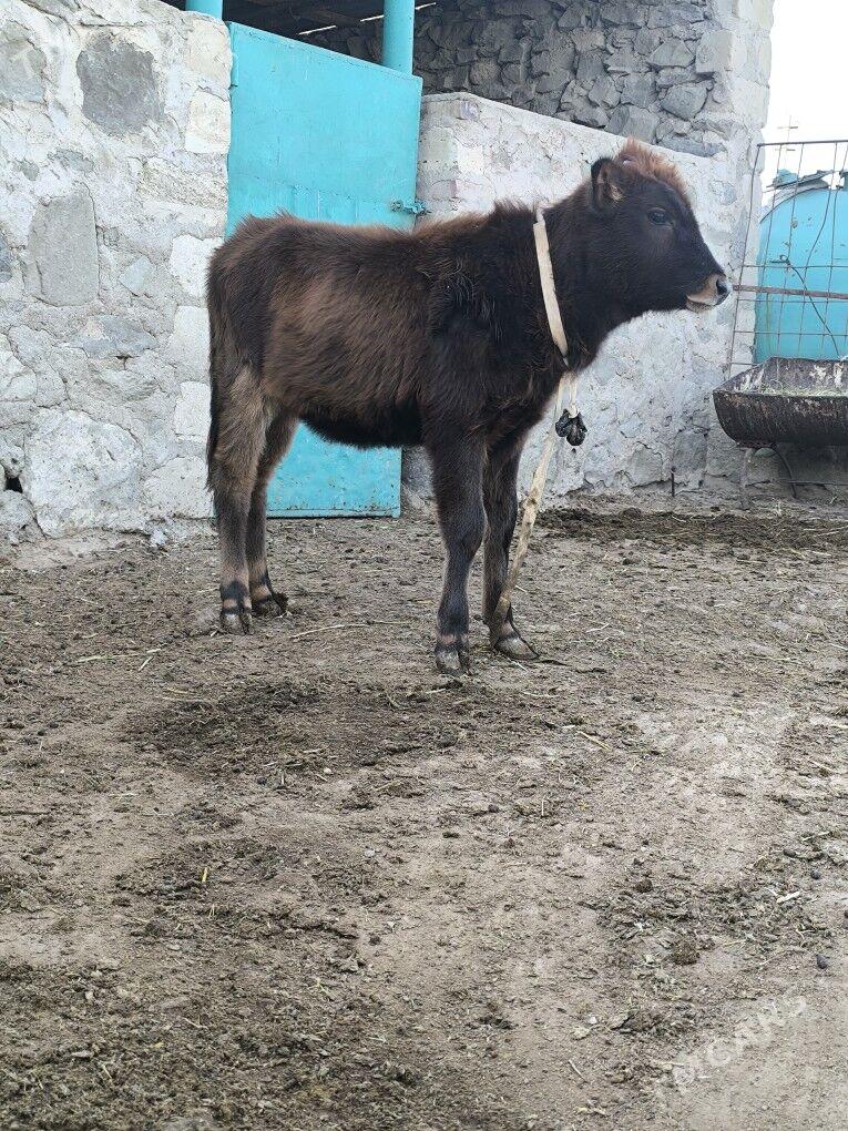 Goleli sygyr - Bereket - img 4