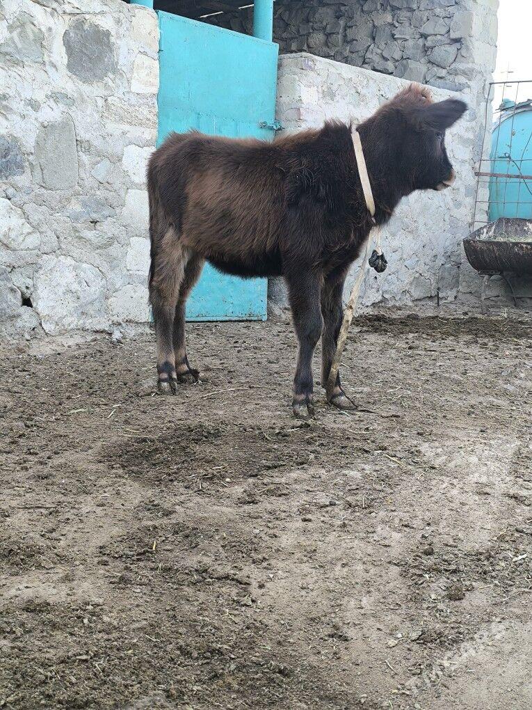 Goleli sygyr - Bereket - img 5