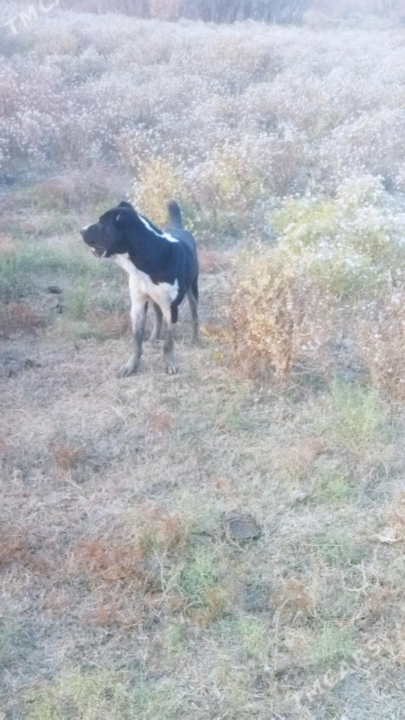 copon iti - Ак-Бугдайский этрап - img 2