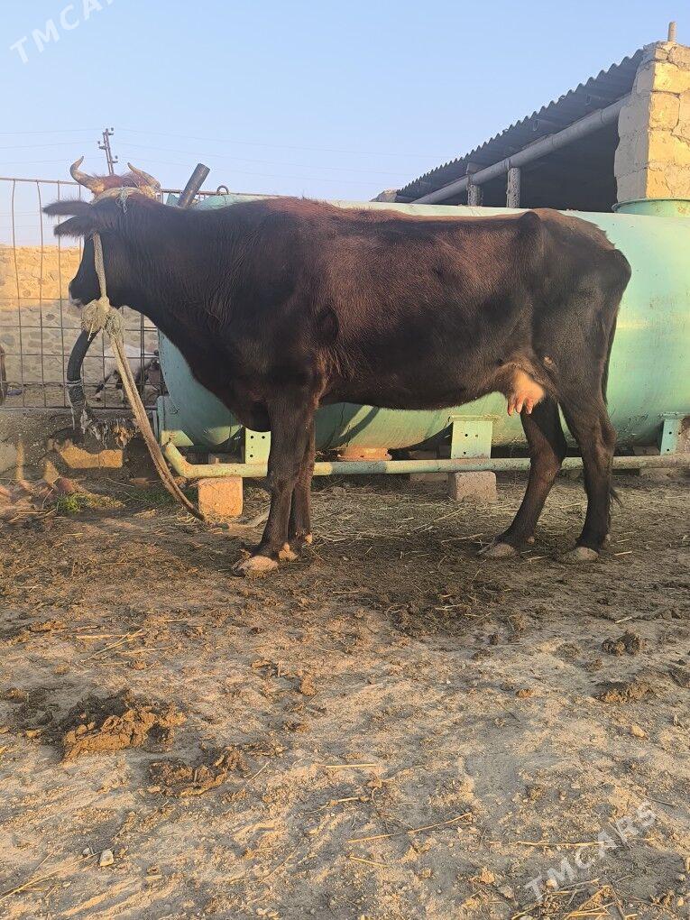 Goleli sygyr - Bereket - img 2