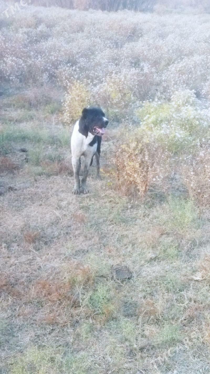 copon iti - Ак-Бугдайский этрап - img 3