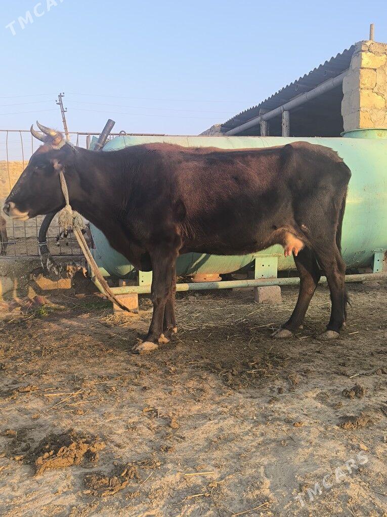 Goleli sygyr - Bereket - img 3