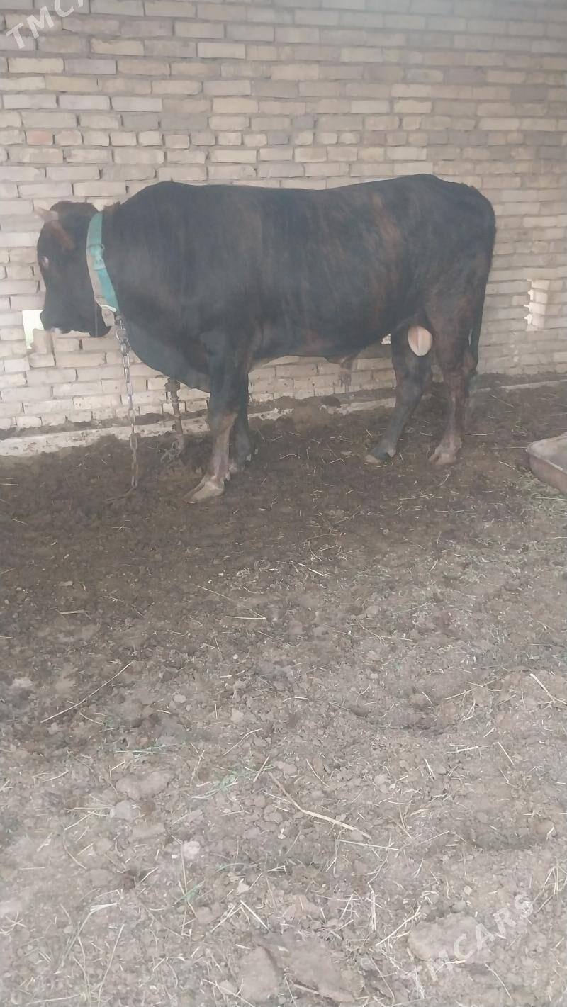 okùz - Мары - img 4