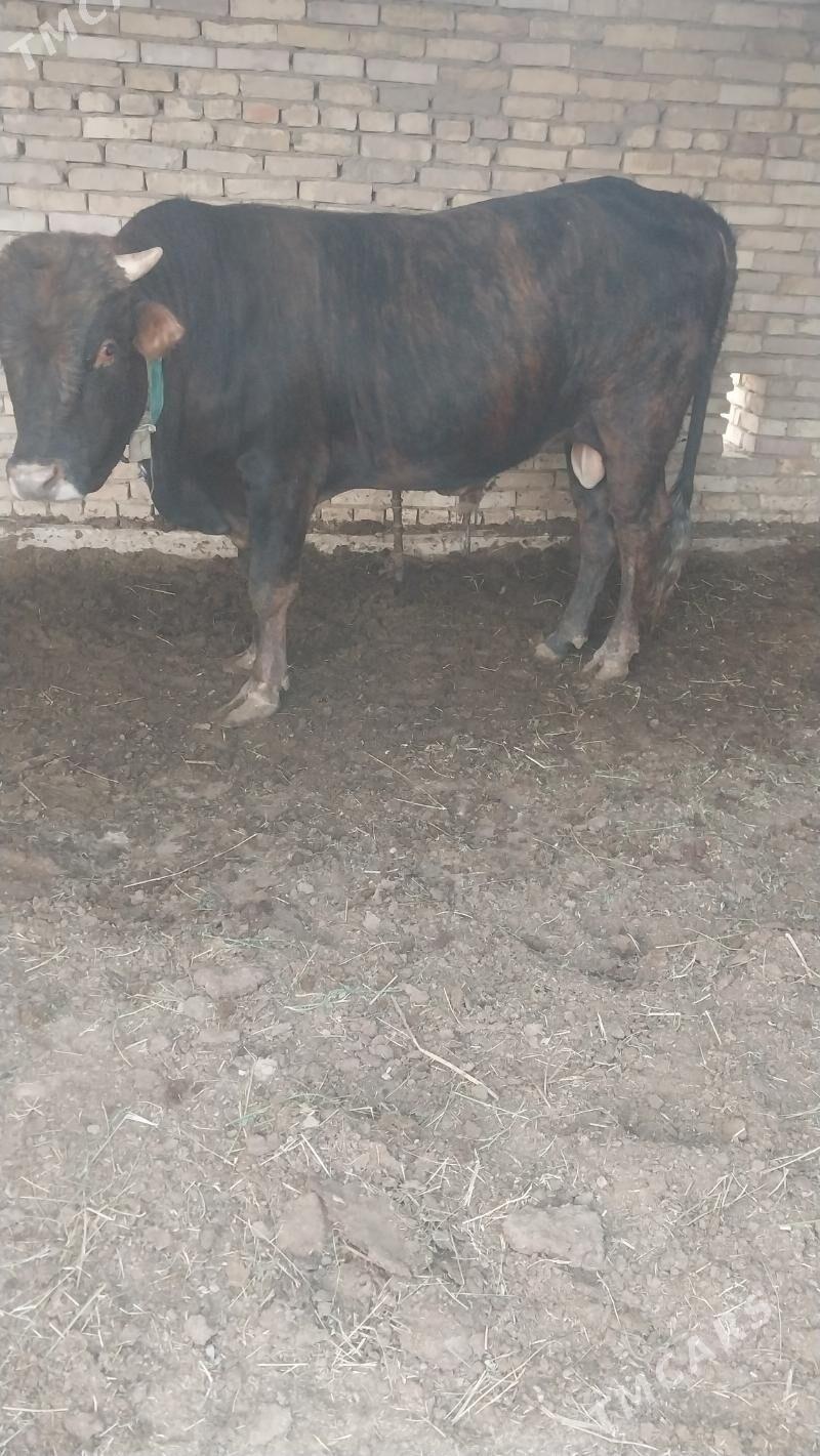 okùz - Мары - img 3