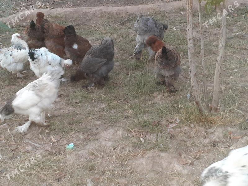 Brama - Халач - img 7