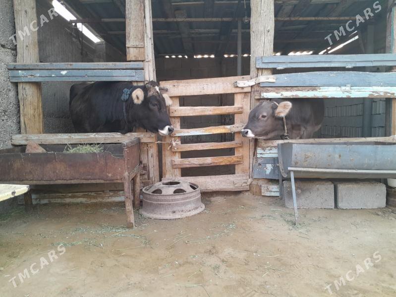 GOLELI SYGYR - Büzmeýin - img 4