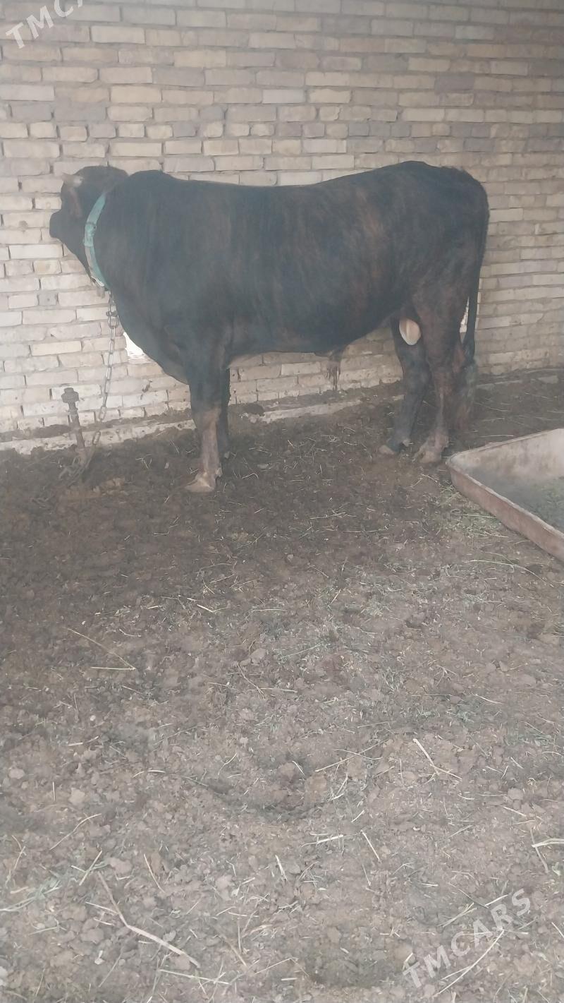 okùz - Мары - img 2