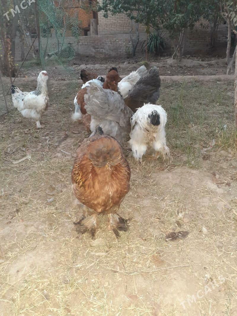 Brama - Халач - img 6