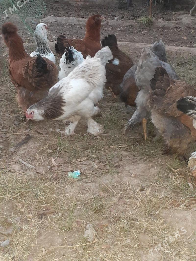 Brama - Халач - img 5