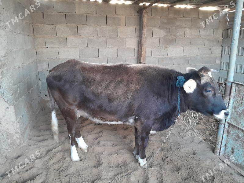 GOLELI SYGYR - Büzmeýin - img 2