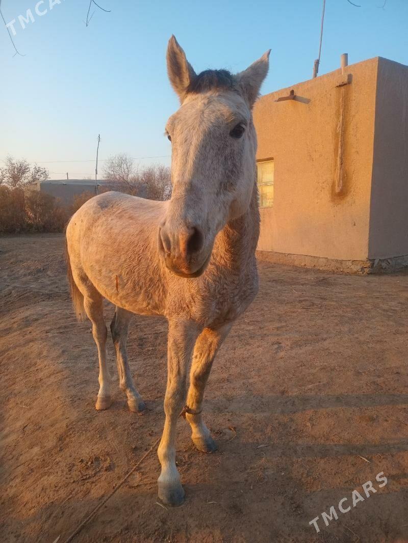 Ady Alaja 5 ýaşar at - етр. Туркменбаши - img 3