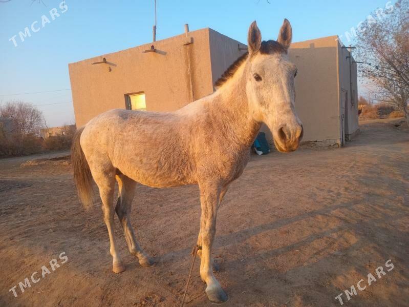 Ady Alaja 5 ýaşar at - етр. Туркменбаши - img 2